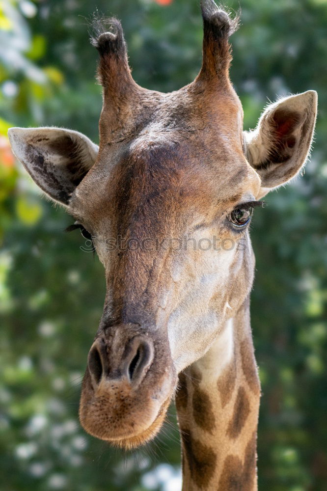 Similar – Donkey ears are simply beautiful …