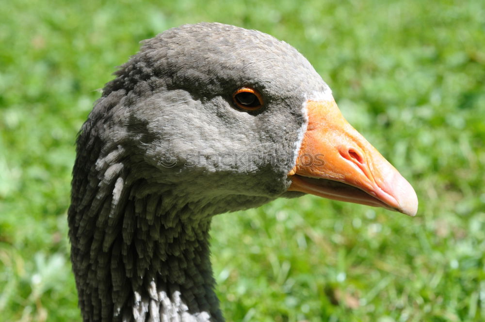 Similar – Foto Bild Sitting Duck Natur Vogel