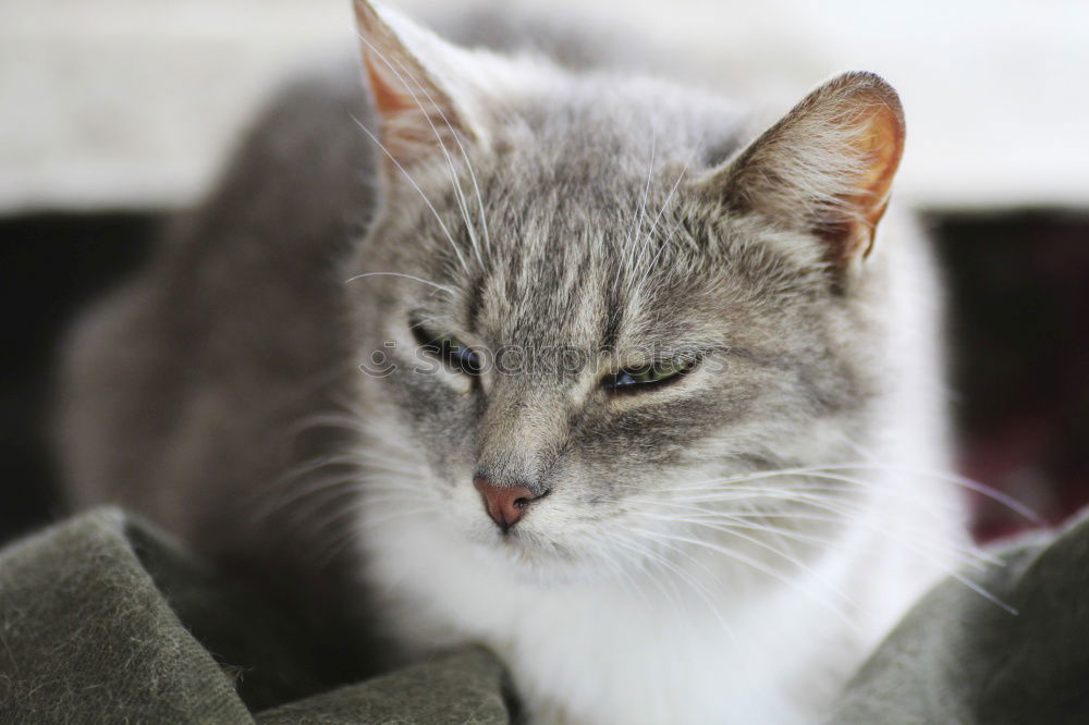 Similar – Image, Stock Photo cat Cat Pelt