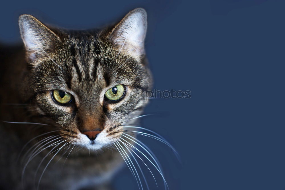 Similar – Image, Stock Photo Crop hand feeding cat Hand