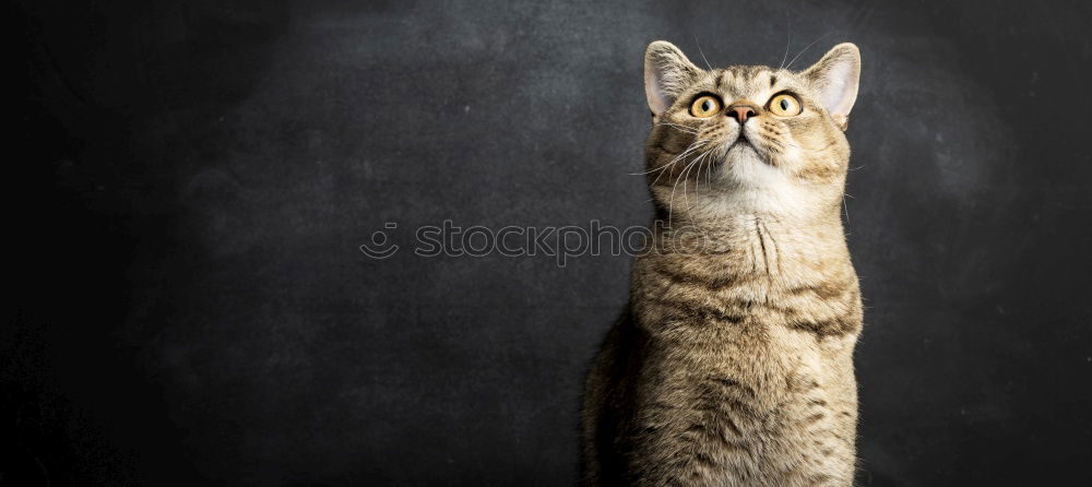 Similar – Cute dog looking through window