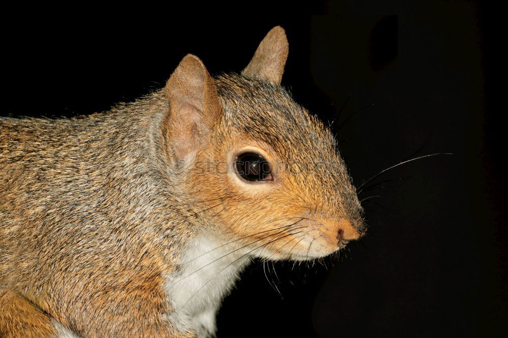 Similar – Degu says hello