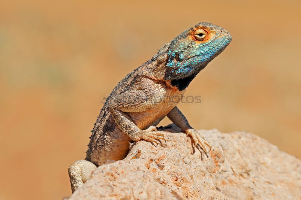 Similar – Image, Stock Photo Settler agame on a rock with head stretched up