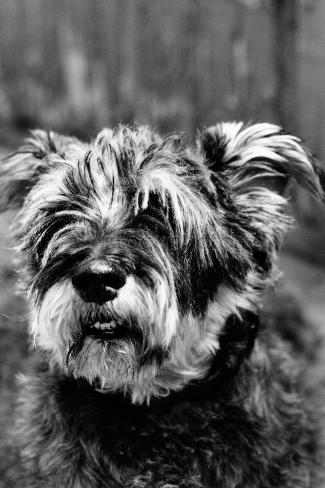 Similar – Foto Bild Doggie 2 Hund Terrier