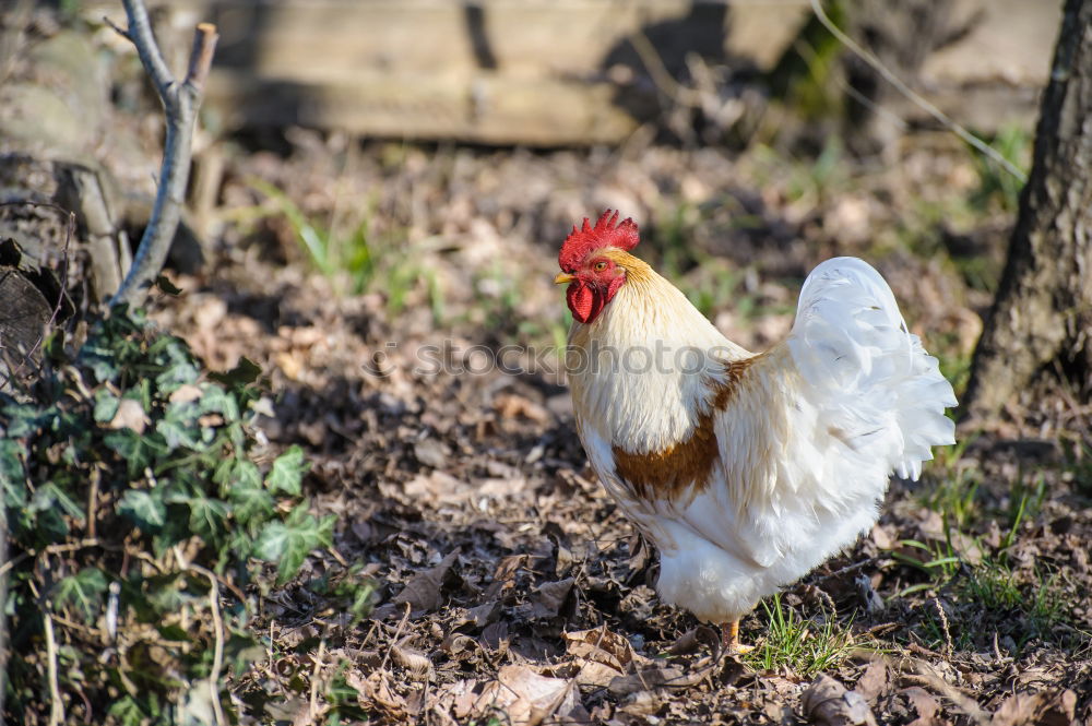 Similar – Posing Chicken