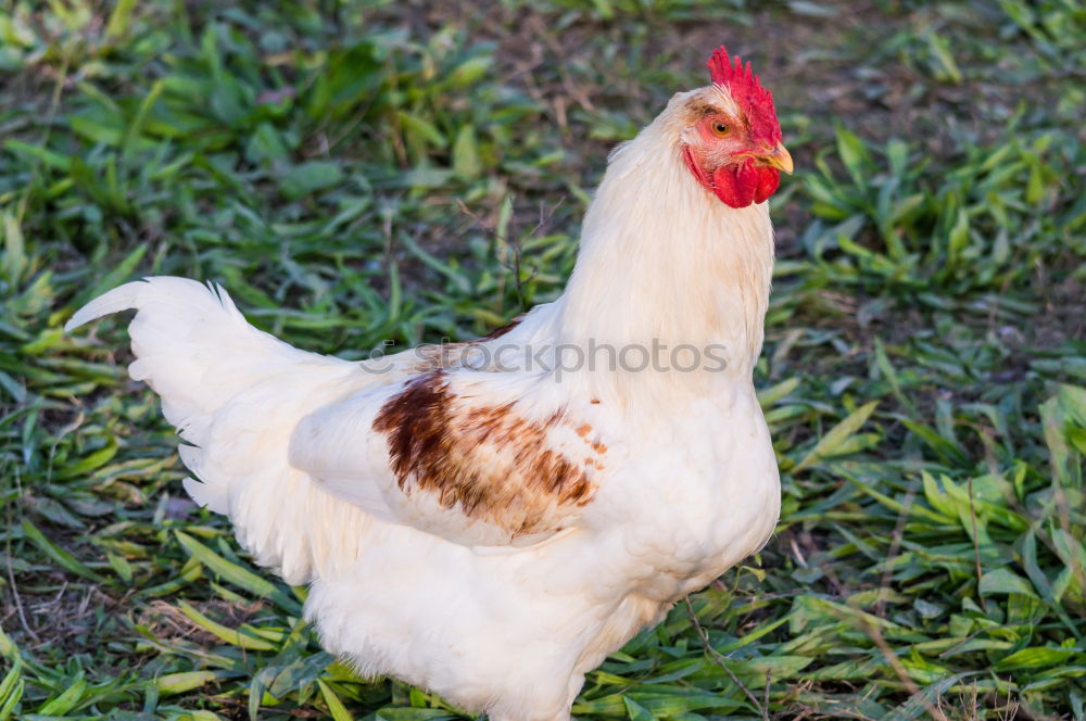 Similar – Juvenile hens IV chicken