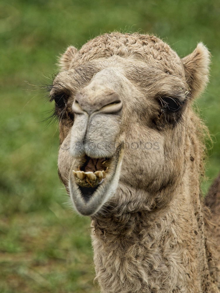 Similar – Image, Stock Photo Hello, neighbor! Meadow