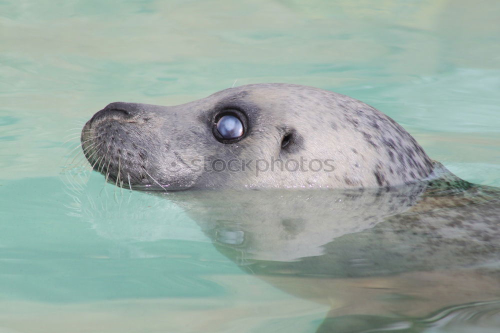 Similar – Foto Bild Schau mir in die Augen kleines