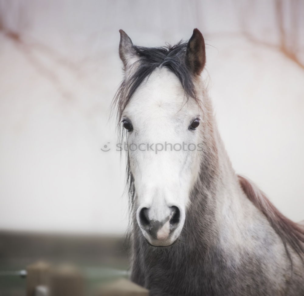 Similar – Image, Stock Photo Winter horse Lifestyle