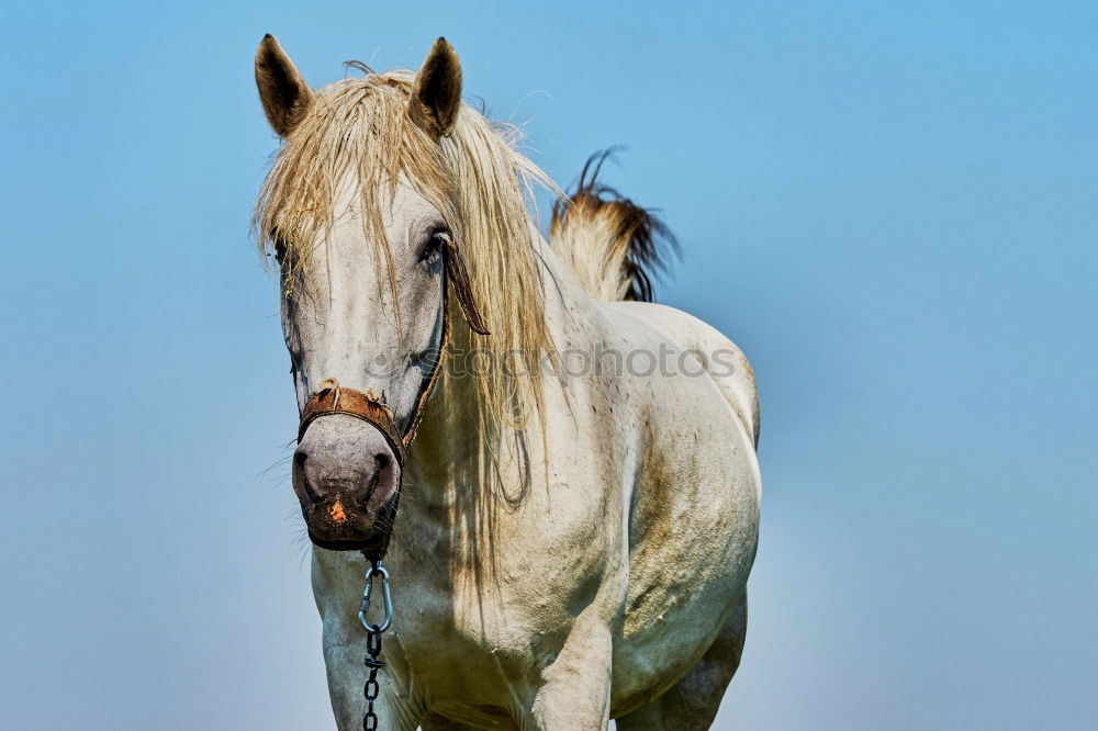 Similar – Image, Stock Photo Pony in the sky Horse