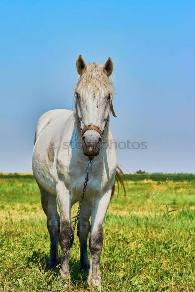 Similar – Image, Stock Photo forbidden love Beautiful