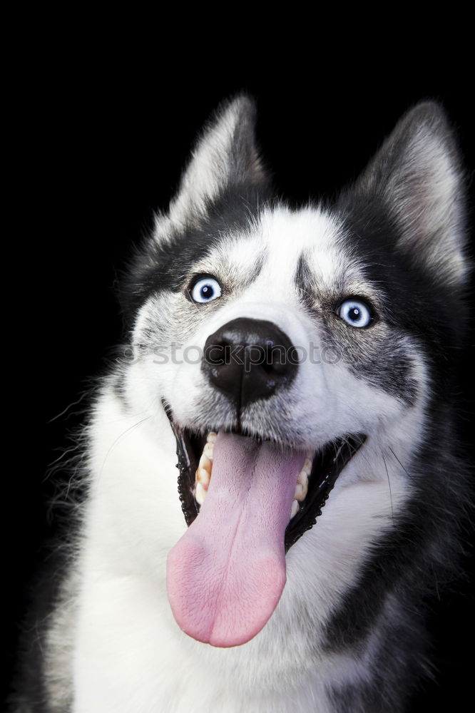 Similar – Image, Stock Photo doggie eyes Dog Husky