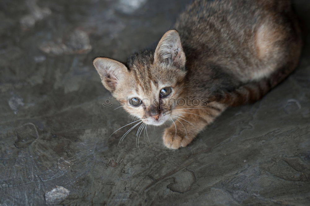 Similar – little cat dozes in hiding