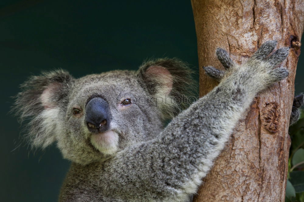 Similar – Image, Stock Photo koalalalala SECOND Tree