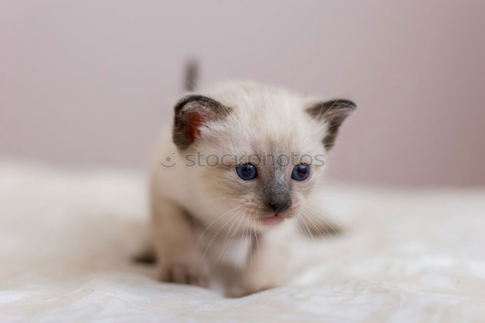 Similar – Image, Stock Photo Stray kitten sitting and looking at camera