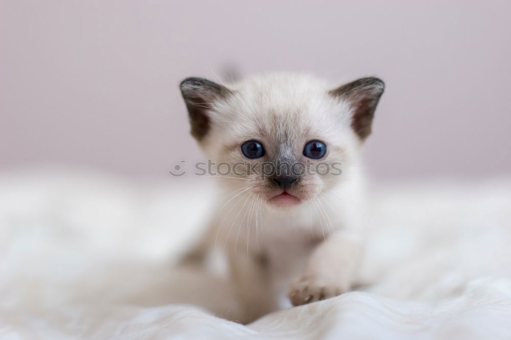 Similar – Image, Stock Photo Stray kitten sitting and looking at camera