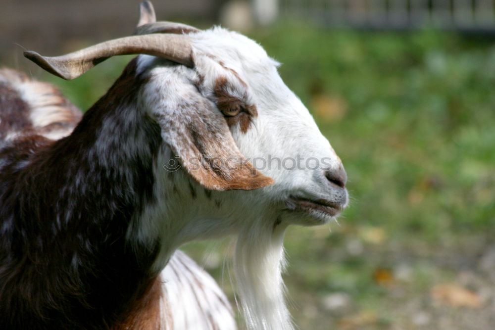 Similar – Image, Stock Photo Thuringia, forest goat, endangered, endangered, goat race,