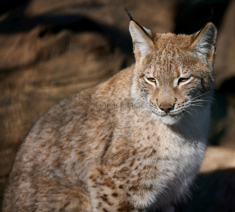 Similar – Lynx Lynx Animal face Pelt