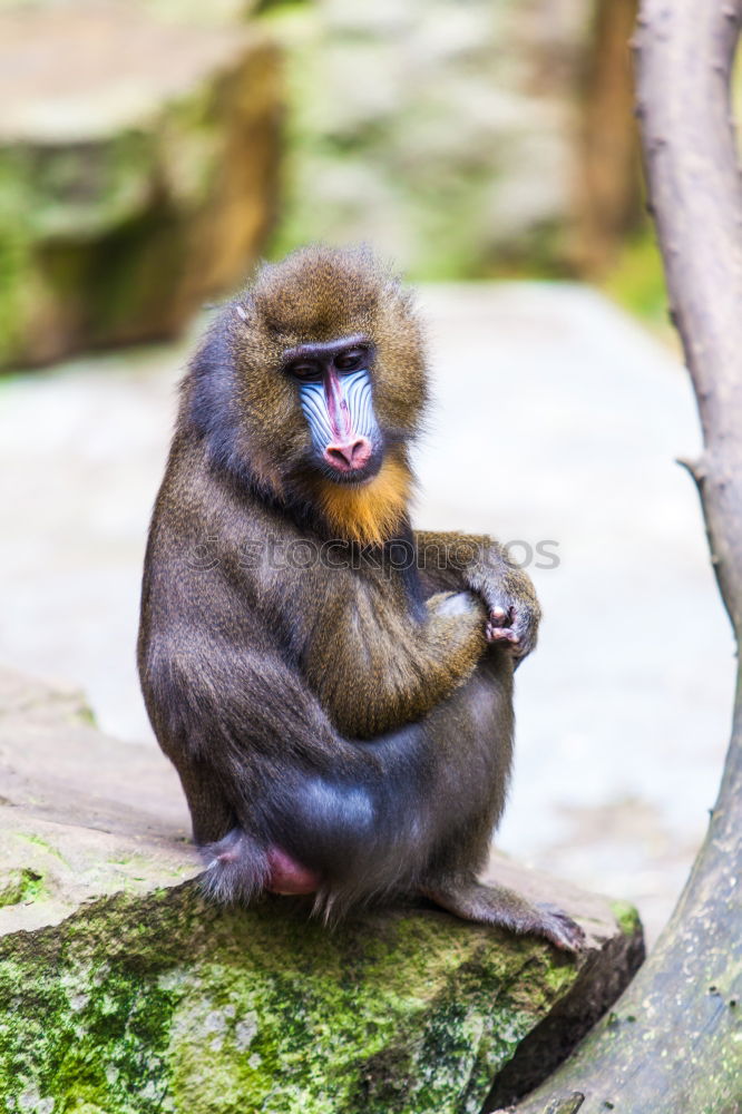 Similar – Image, Stock Photo Curious Monkey Baby Nature