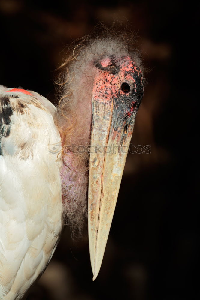 Similar – Image, Stock Photo magnificent eagle, australia