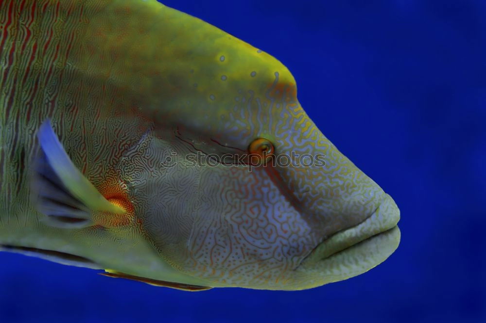 Similar – Close-up of a scalar in an aquarium