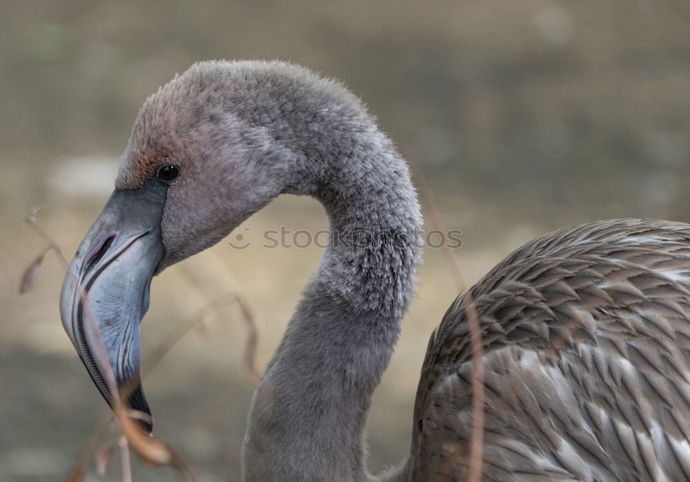 Similar – Foto Bild Tiefkühlkost….. Gans