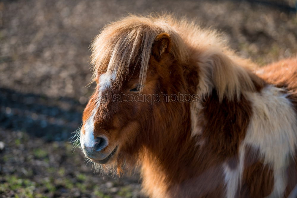 Similar – Image, Stock Photo Icelandpony looks over fence