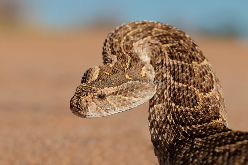 Similar – Vipera ammodytes showing its fangs