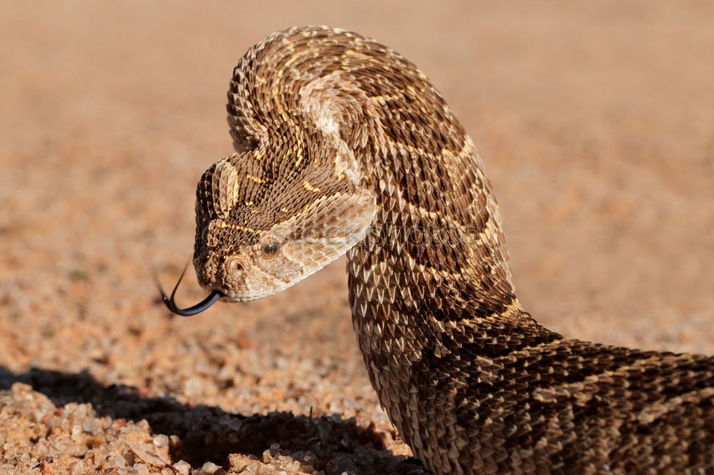 Similar – male meadow viper basking on ground