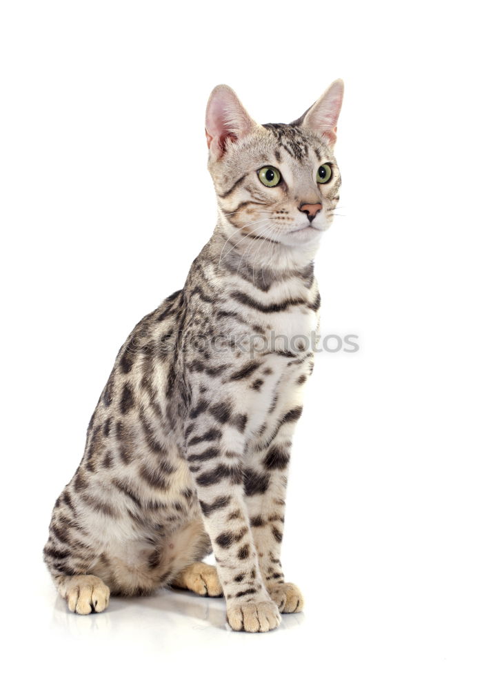 Similar – Image, Stock Photo A Bengal cat walking along the back of a modern sofa.