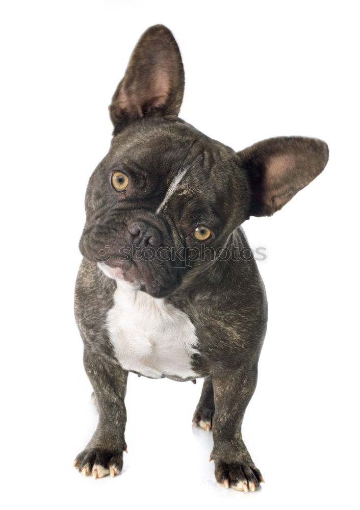 Similar – Boston Terrier Studio Portrait