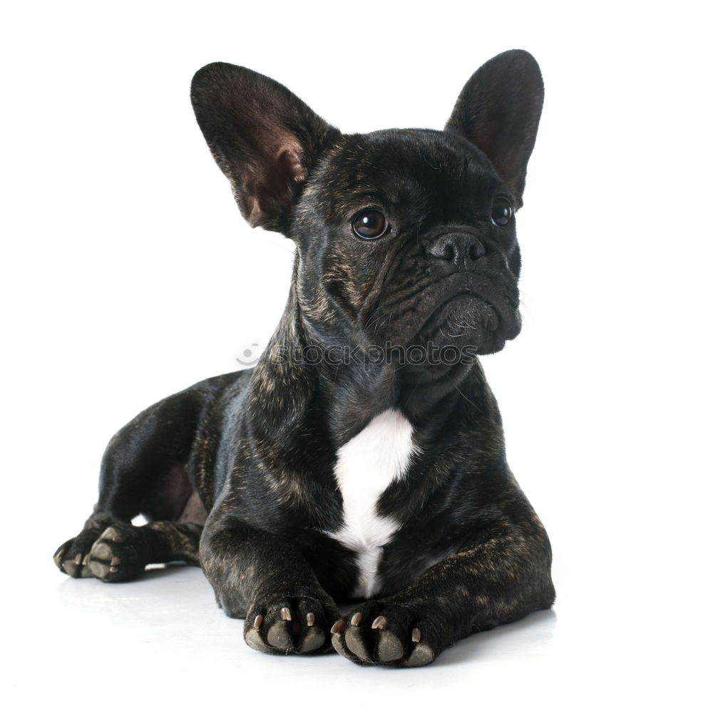 Similar – Boston Terrier Joy Pet Dog