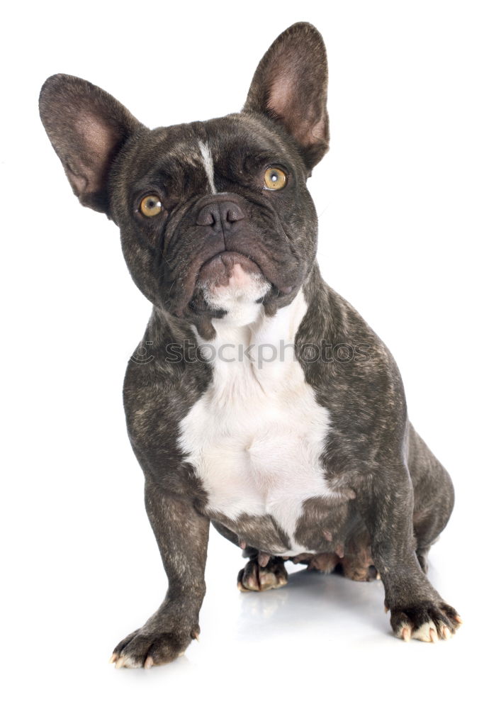 Similar – Boston Terrier Studio Portrait