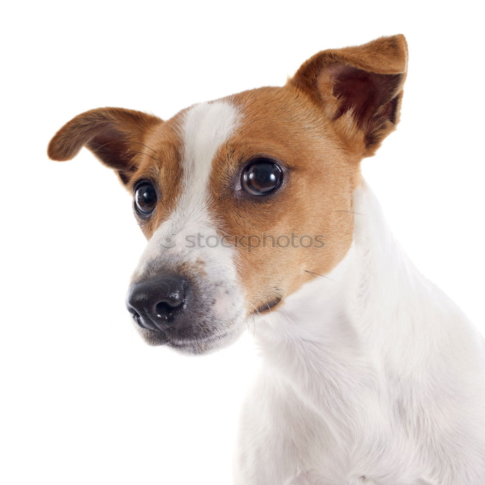 Similar – Image, Stock Photo portrait of a cute dog on bed