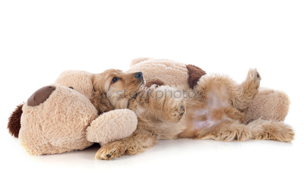 Similar – Image, Stock Photo forgotten friend Toys