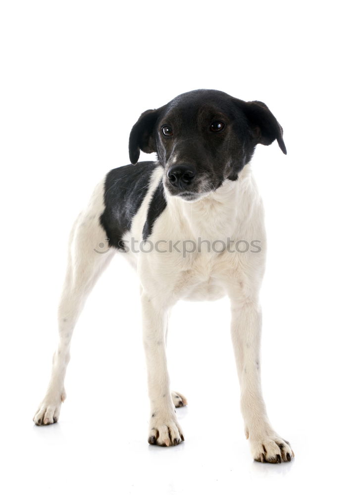 Similar – Image, Stock Photo portrait of a cute dog on bed