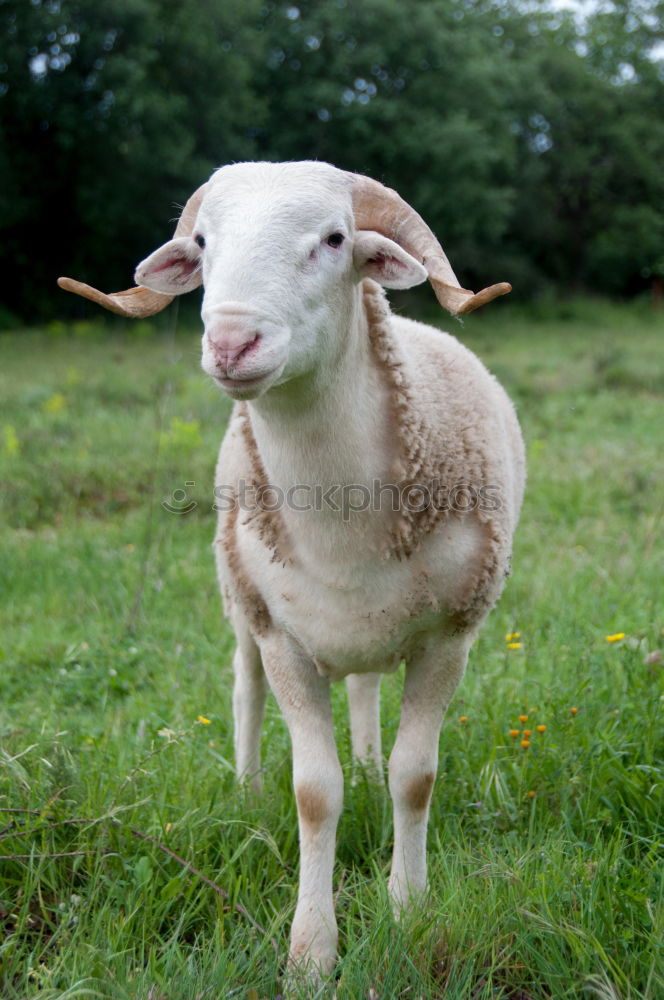 Similar – Lamb in the pasture Style