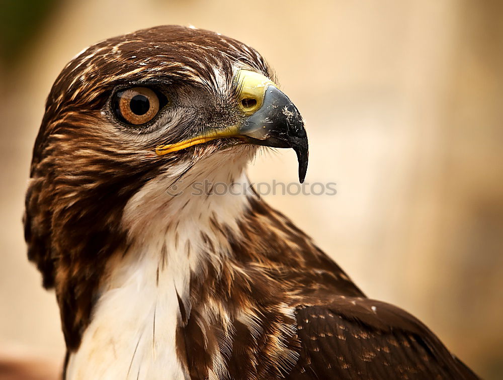 Similar – Image, Stock Photo Common Buzzard