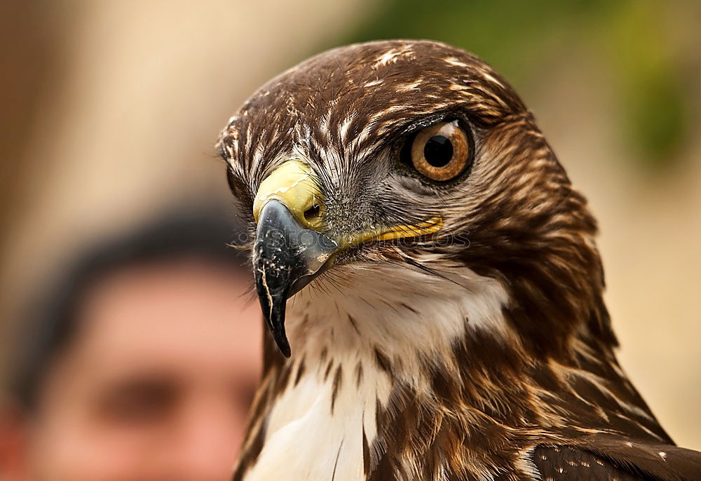 Similar – Image, Stock Photo Common Buzzard