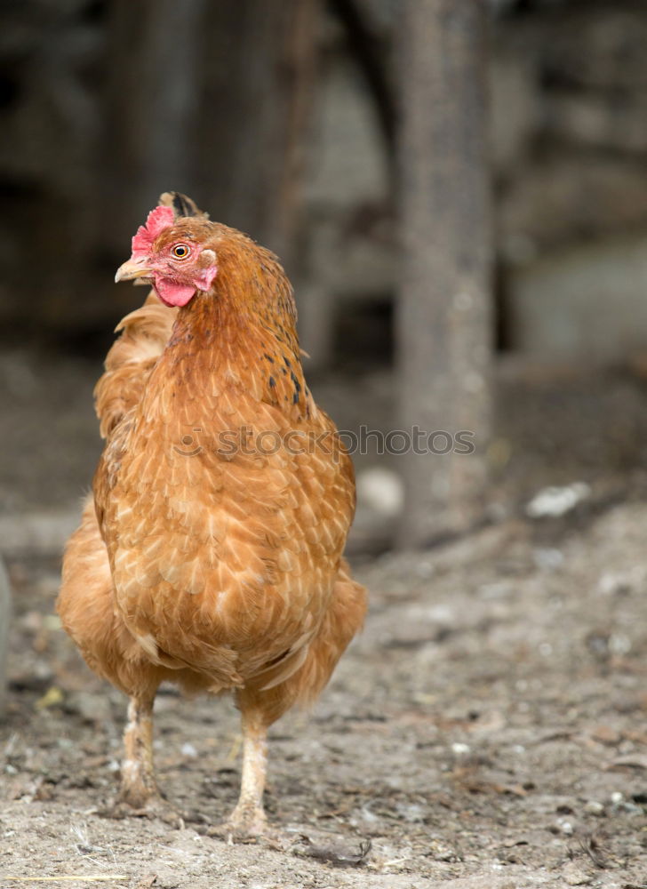 Similar – Image, Stock Photo “I’m not fast food!” Food