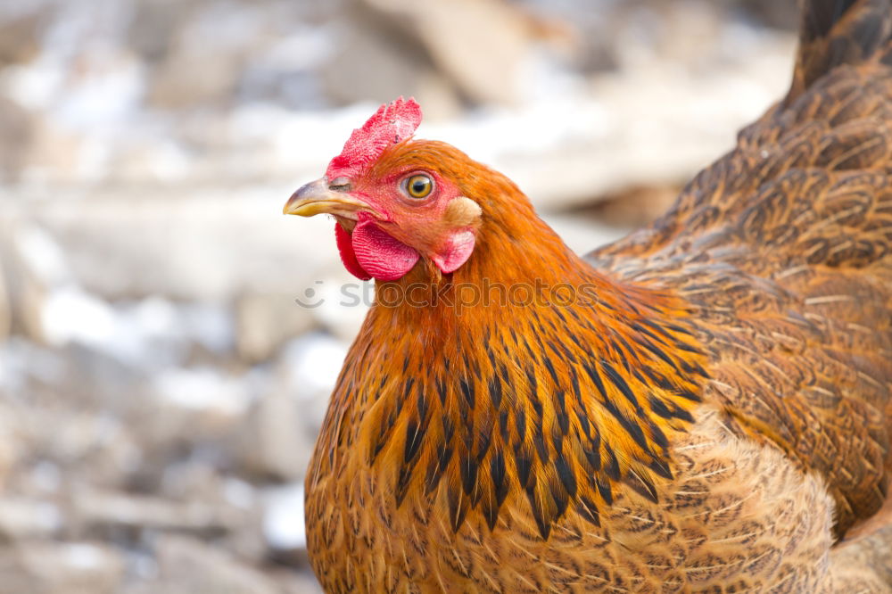 Similar – Image, Stock Photo is what? Agriculture