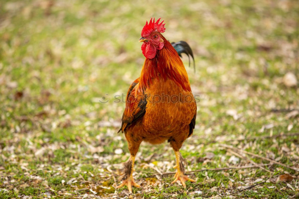 Similar – Rooster Animal Cockscomb