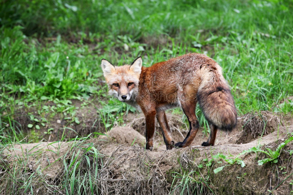 Similar – Fox III Nature Plant