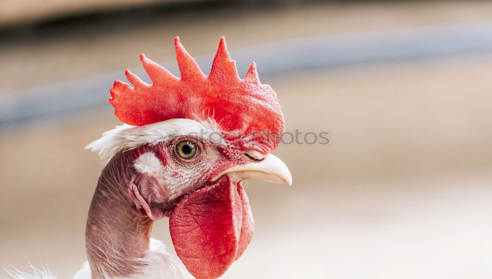 Similar – Image, Stock Photo Look me in the eye Little Chicken