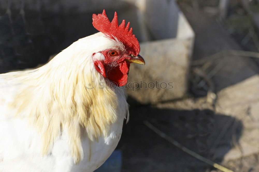 Similar – Cock (Güggel) Nature