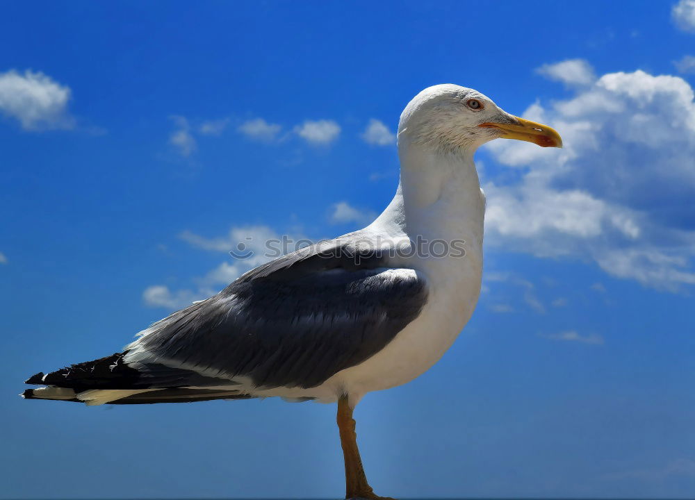 Similar – Image, Stock Photo Silver Gull in the Baltic Sea