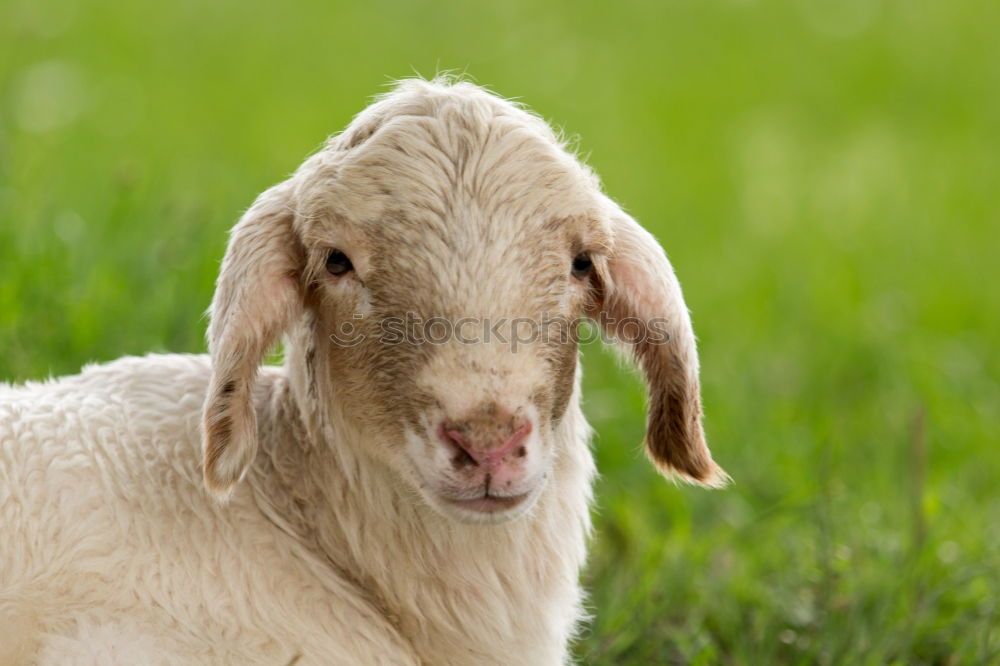 Similar – goat Animal Farm animal