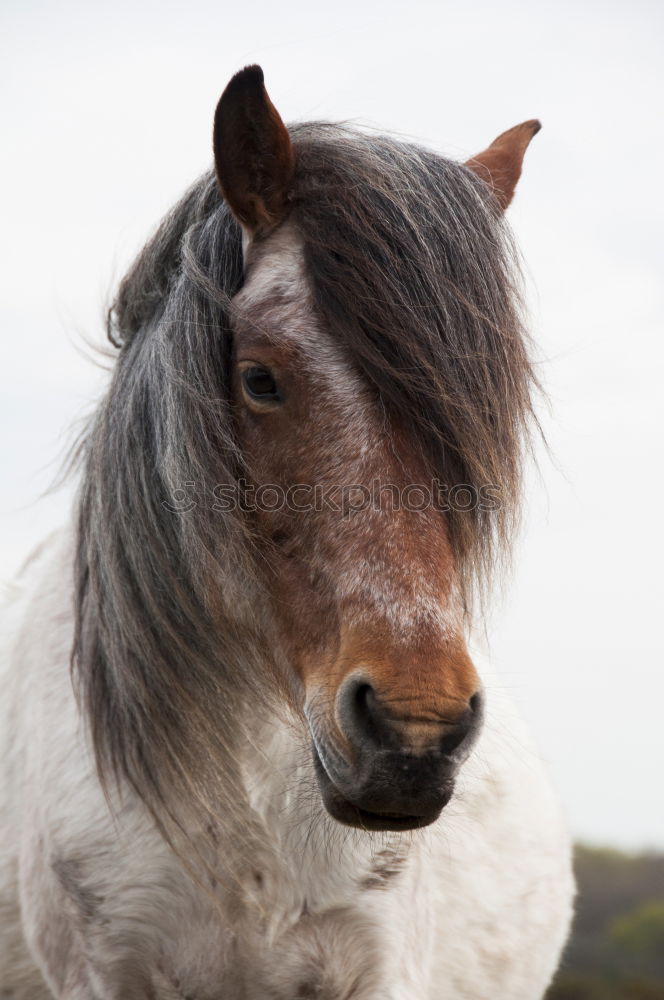 Similar – islandpferd Pferd Isländer