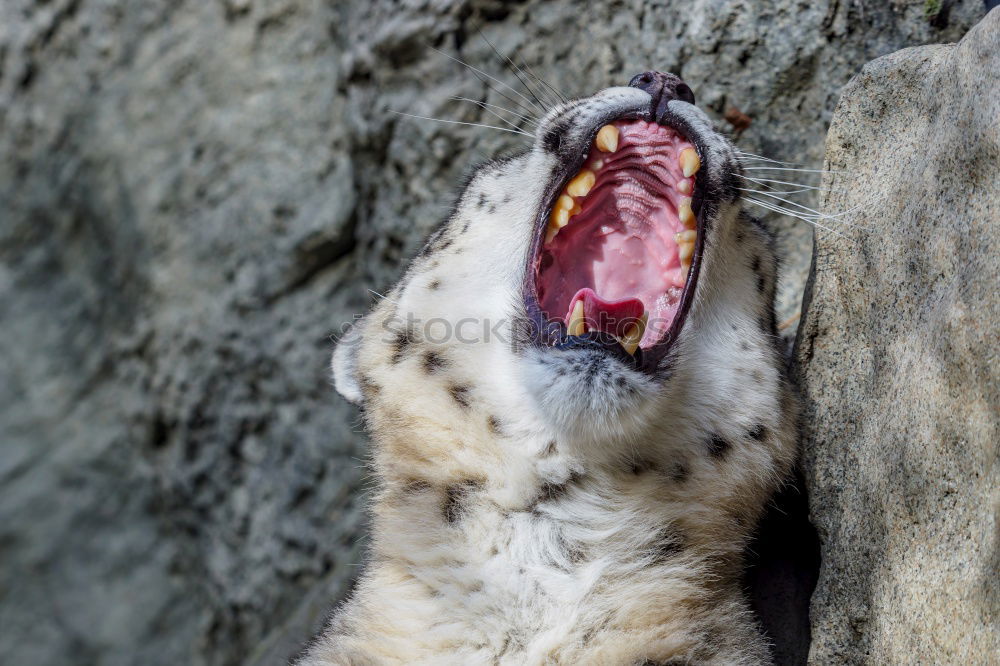 Similar – Eat and be eaten. Meerkat eats a mouse