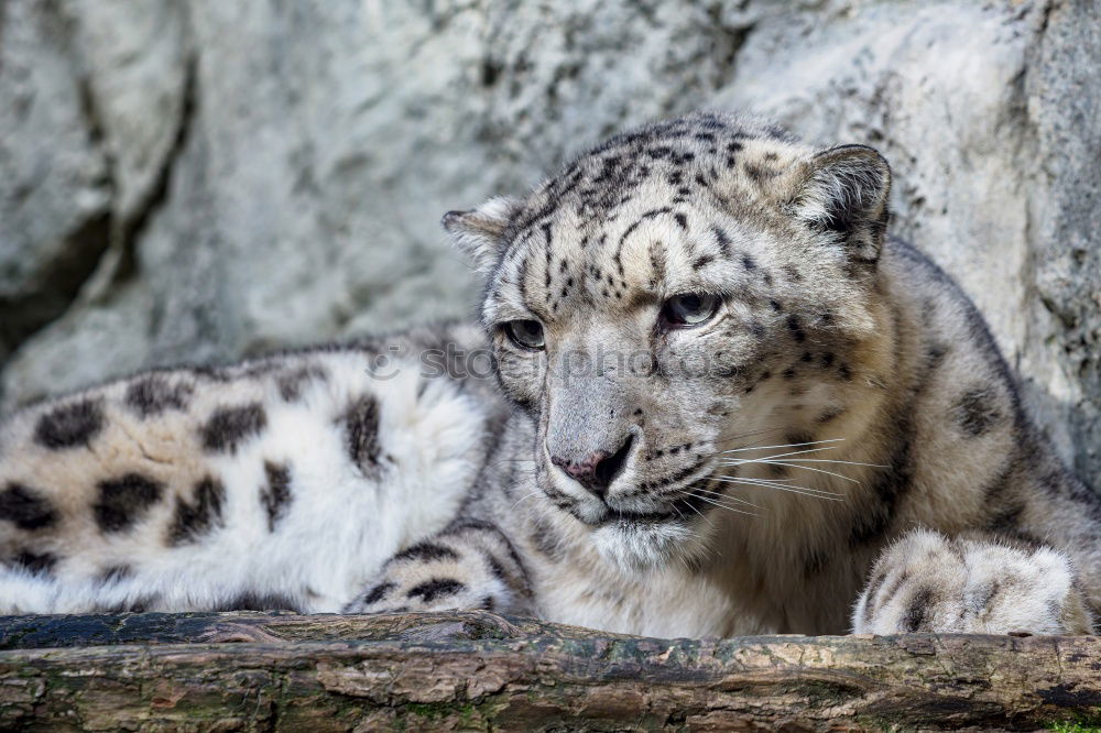 Similar – Close up portrait of male snow leopard